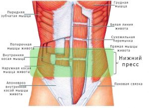 Мышцы брюшного пресса