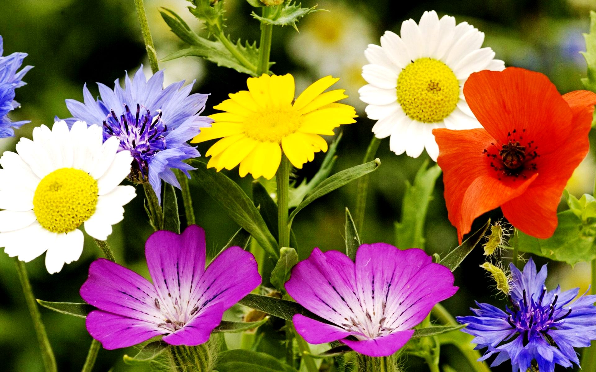 Красивые полевые цветы - удивительные картинки и фотографии 14