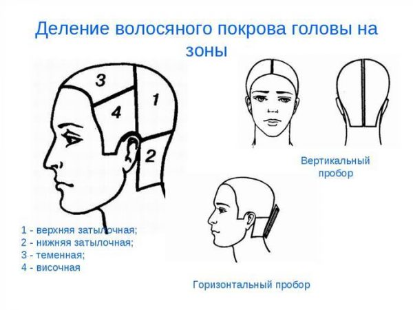 Схема деления волос на зоны