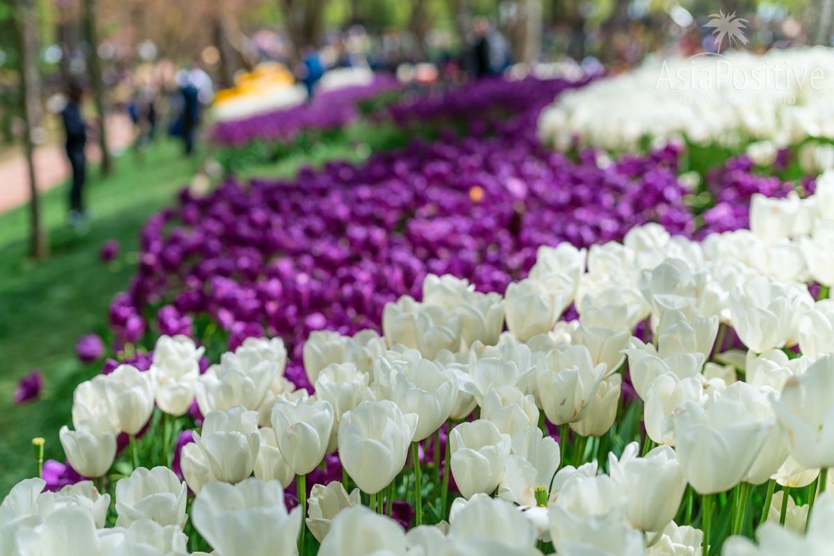 В апреле парки Стамбула покрыты ковром из тюльпанов 
