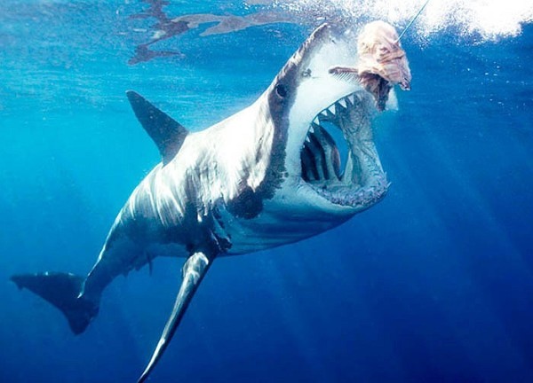 Как выглядит акула людоед