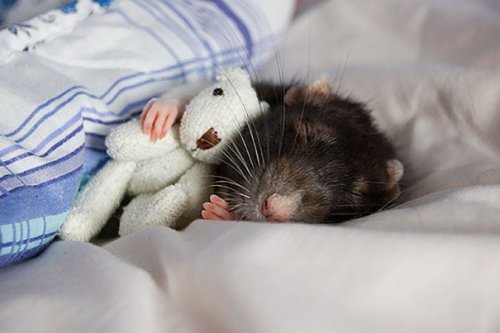 Очаровательные животные, спящие в обнимку с игрушками. Часть 1 (28 фото)