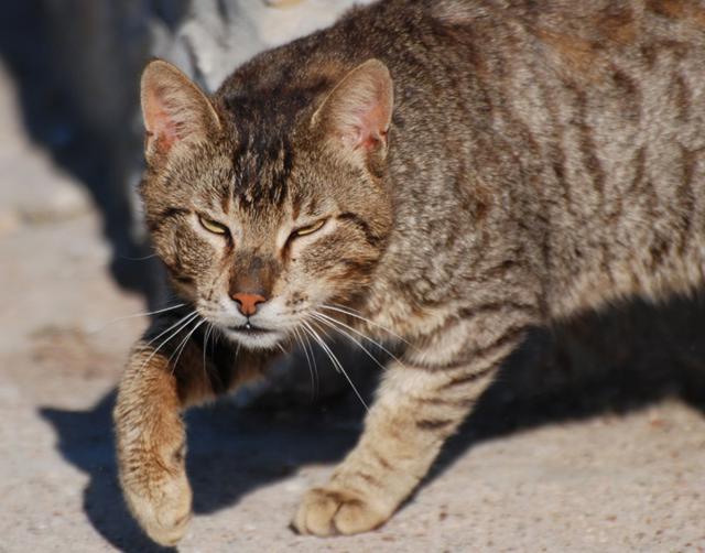 Дерзкие и брутальные Дерзкие и брутальные