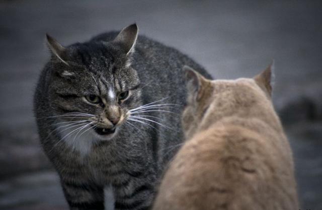 Дерзкие и брутальные