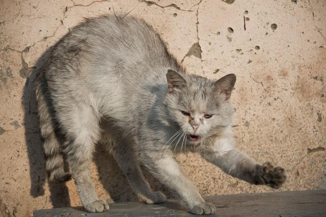 Дерзкие и брутальные