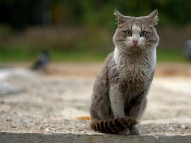 Дерзкие и брутальные Дерзкие и брутальные