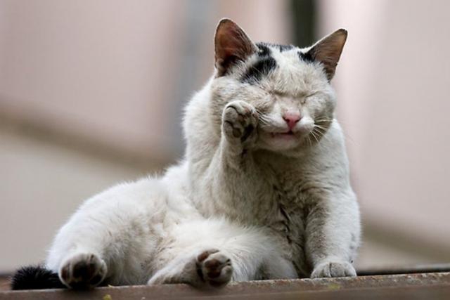 Дерзкие и брутальные