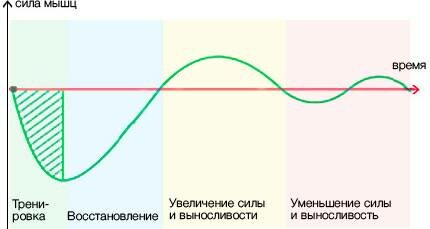 Восстановление мышц после. Период восстановления мышц после тренировки. Таблица восстановления мышц. Цикл восстановления мышц. Этапы восстановления мышц после тренировки.