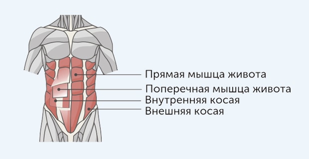 Анатомическое строение пресса