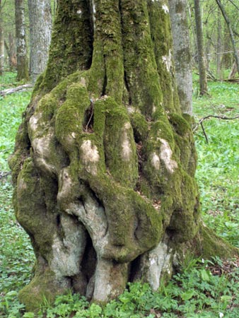 Экзотические породы дерева, фото № 13