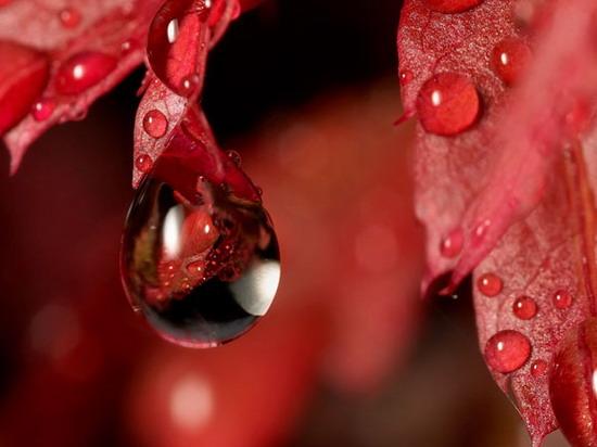 Страсти по красному: цвет в моде и природе, фото № 4 Страсти по красному: цвет в моде и природе, фото № 4