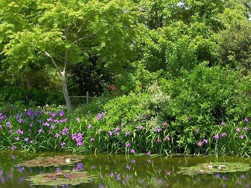 Японский Сад в сибири. Что посадить в японском саду