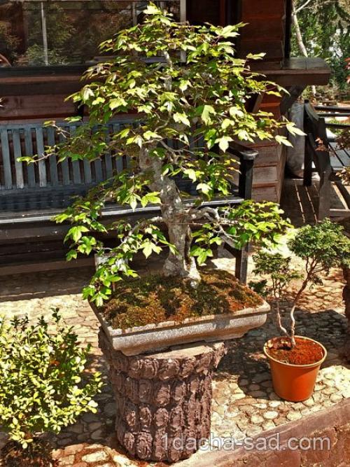 Японский уголок в саду. Как создать небольшой Японский Сад на Даче — Идеи и Принципы