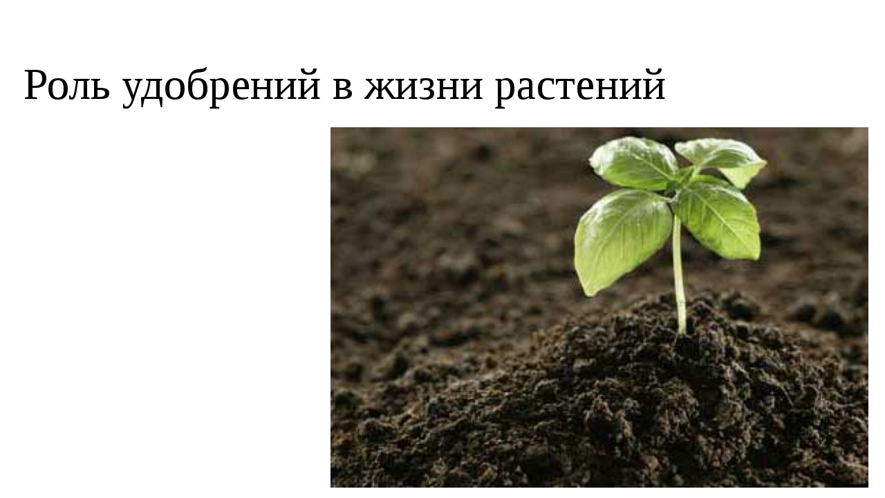 Жизнь растений 2. Роль удобрений в жизни растений. Роль Минеральных удобрений в жизни растений. Роль навоза в жизни растений. Навоз роль удобрений в жизни растений.