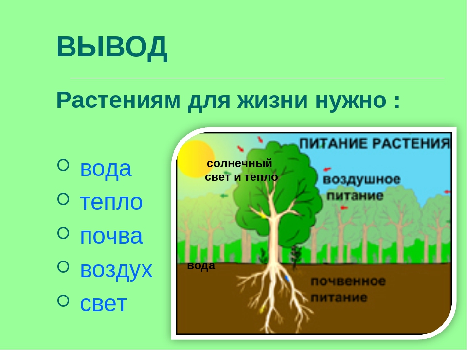 Тема 1 растения. Как живут растения. Условия жизни растений. Как живут расы. Модель жизни растений для дошкольников.