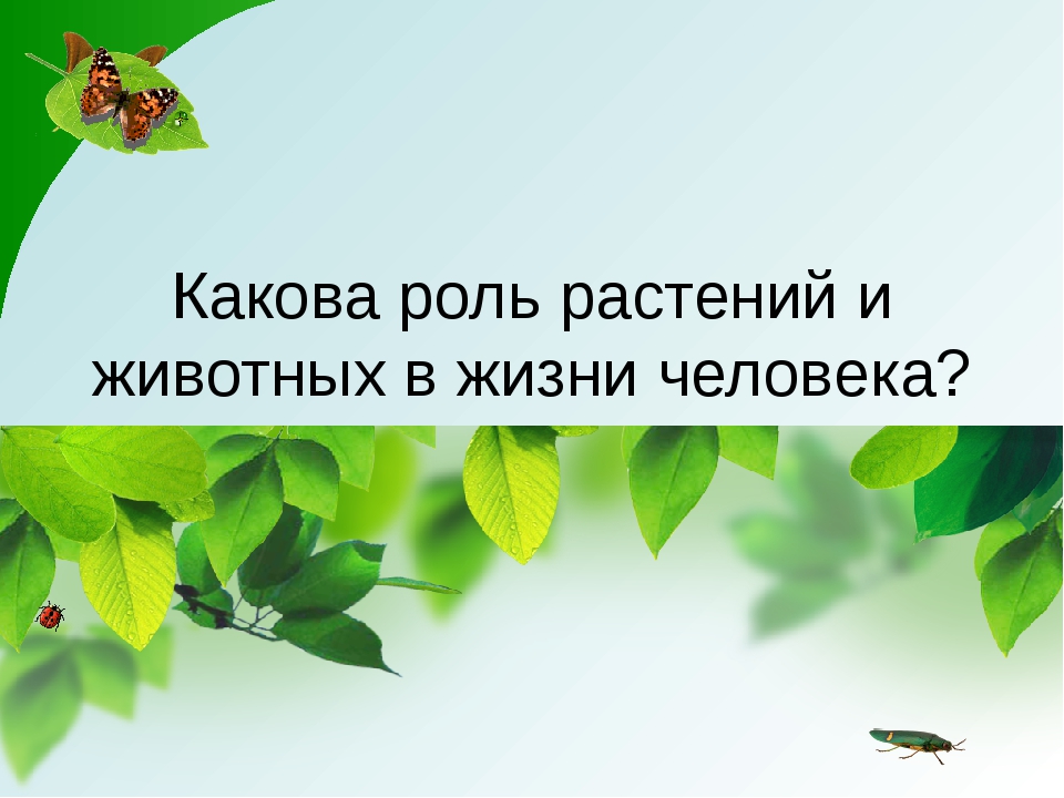 Значение растений биология. Роль растений и животных в жизни человека. Роль растений для животных.