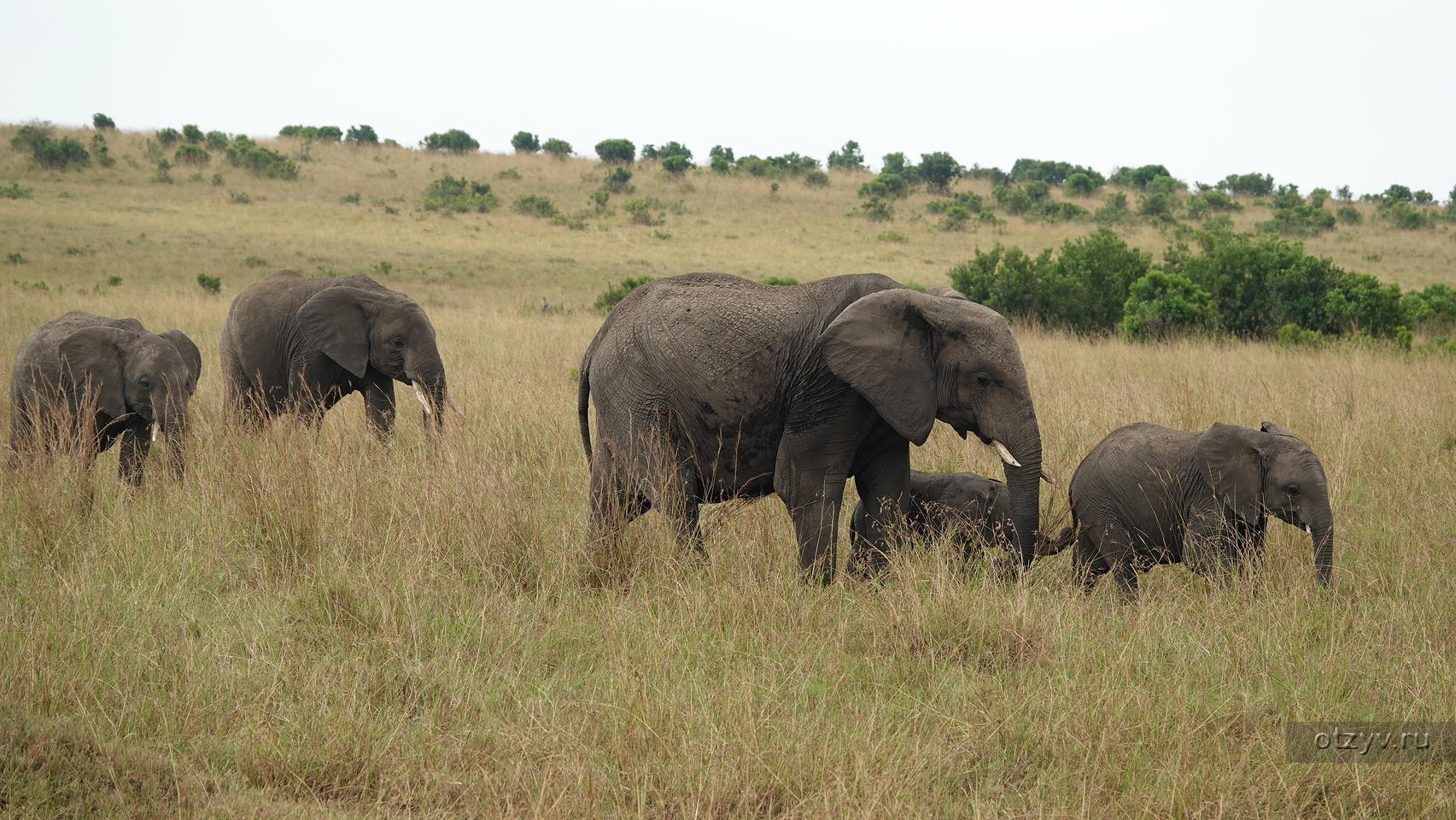 Носороги буйволы слоны обитают. Большая Африканская пятерка животных.