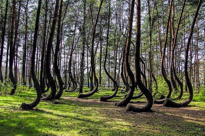 необычные деревья мира фото