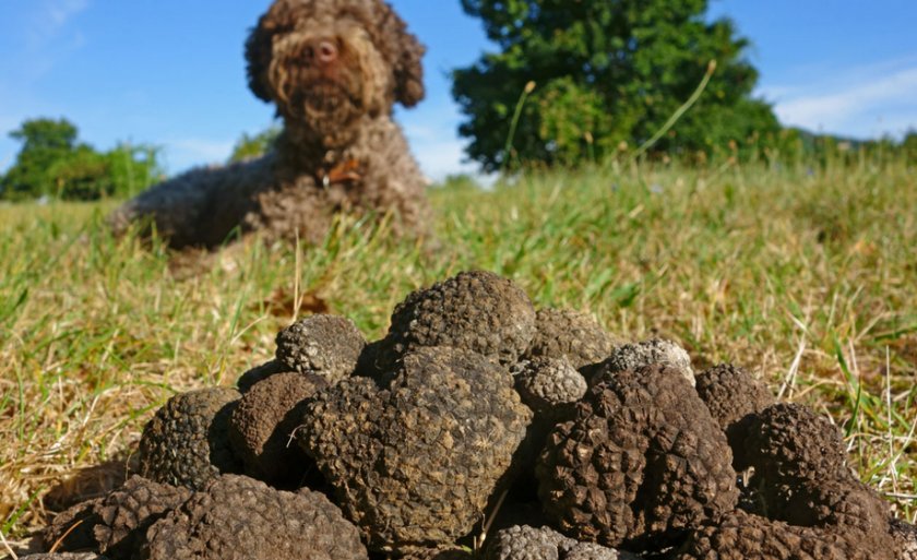 Поиск грибов с помощью собаки
