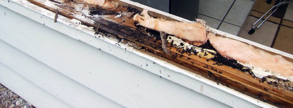 муравьи жили в каркасном доме в нише подоконника
