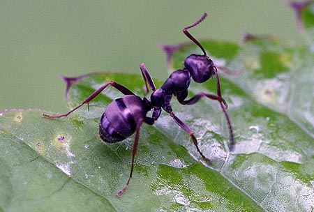 Черный садовый муравей