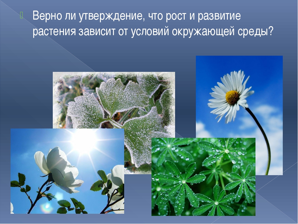 Жизнь растений 3 класс. Экологические условия роста и развития растений. Условия для растений. Разные условия жизни растений. Экологические условия для жизни растений.