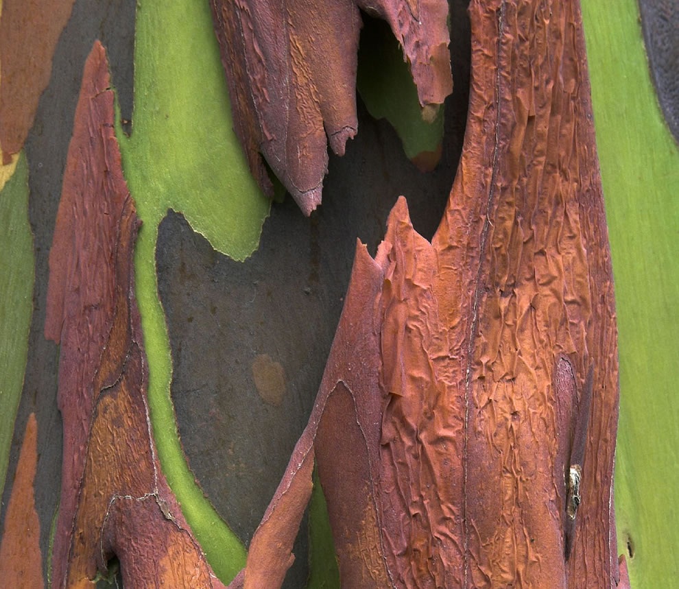 Eucalyptus deglupta