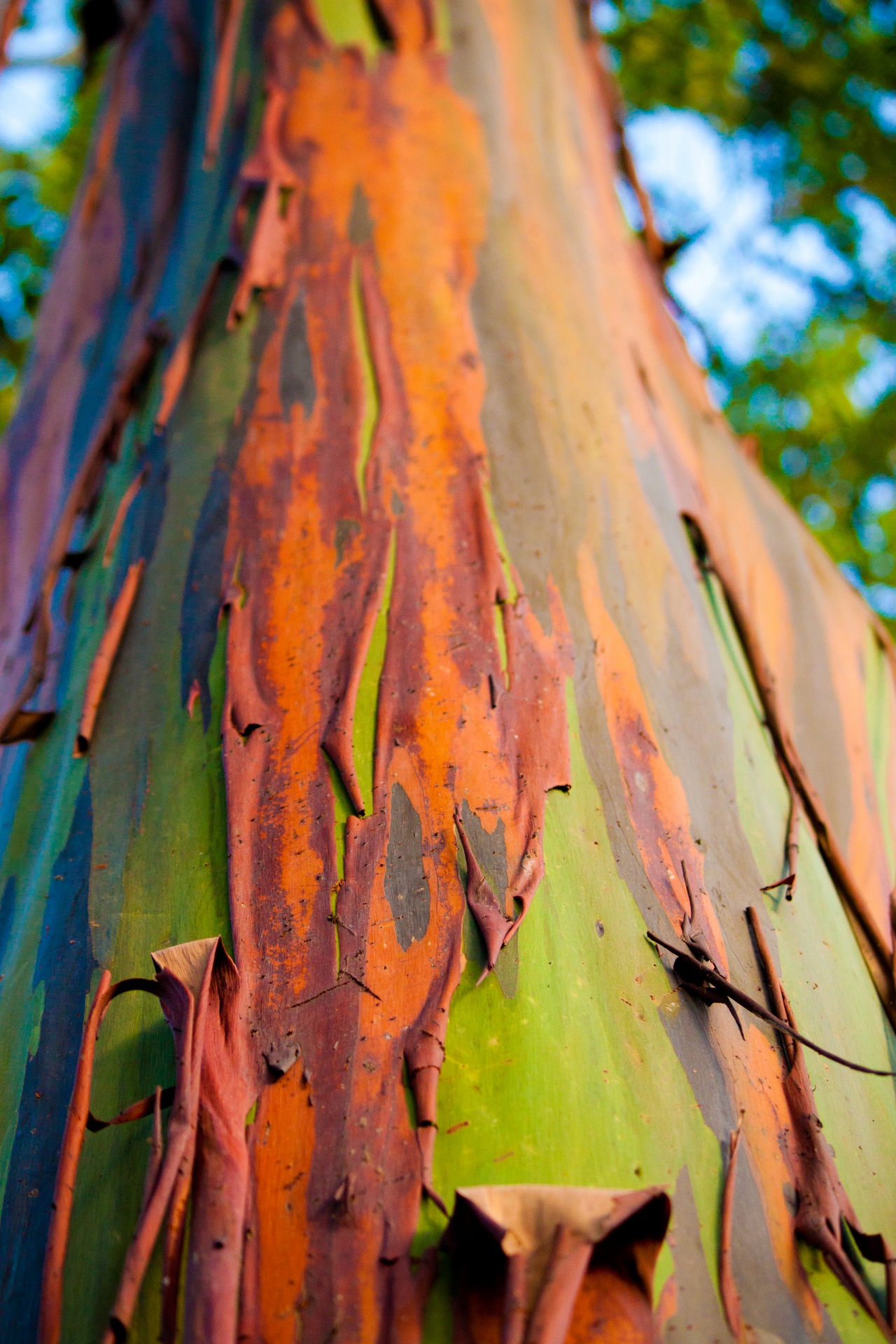 Eucalyptus deglupta