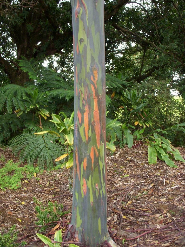 Eucalyptus deglupta