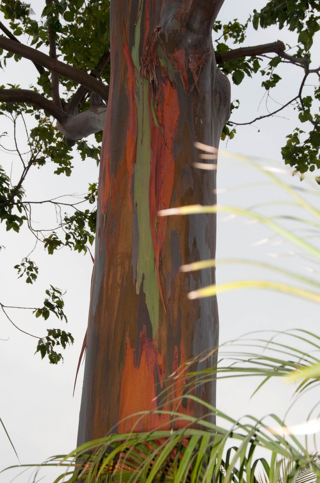 Rainbow Eucalyptus (Eucalyptus deglupta)