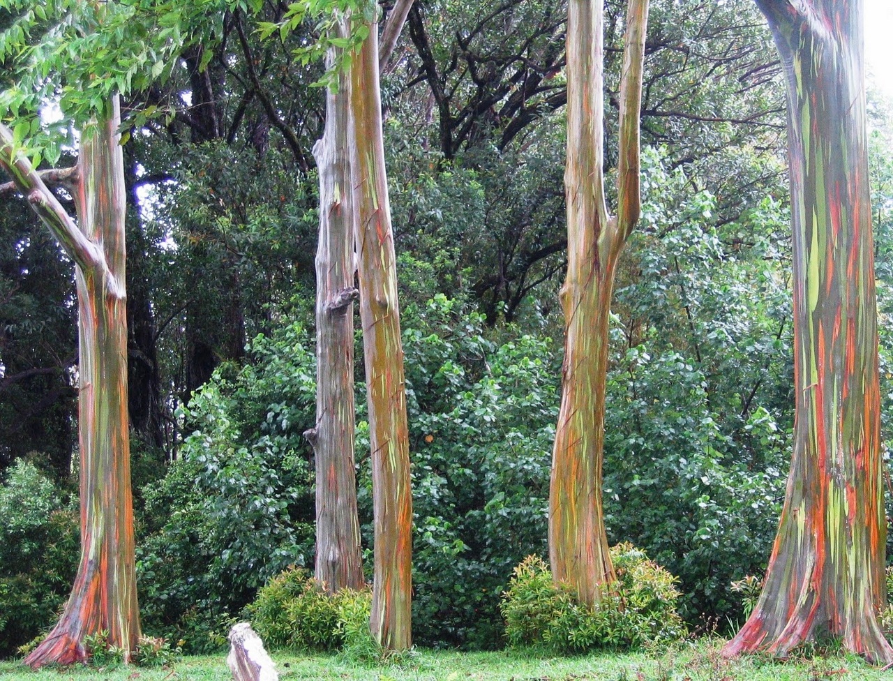 Eucalyptus deglupta