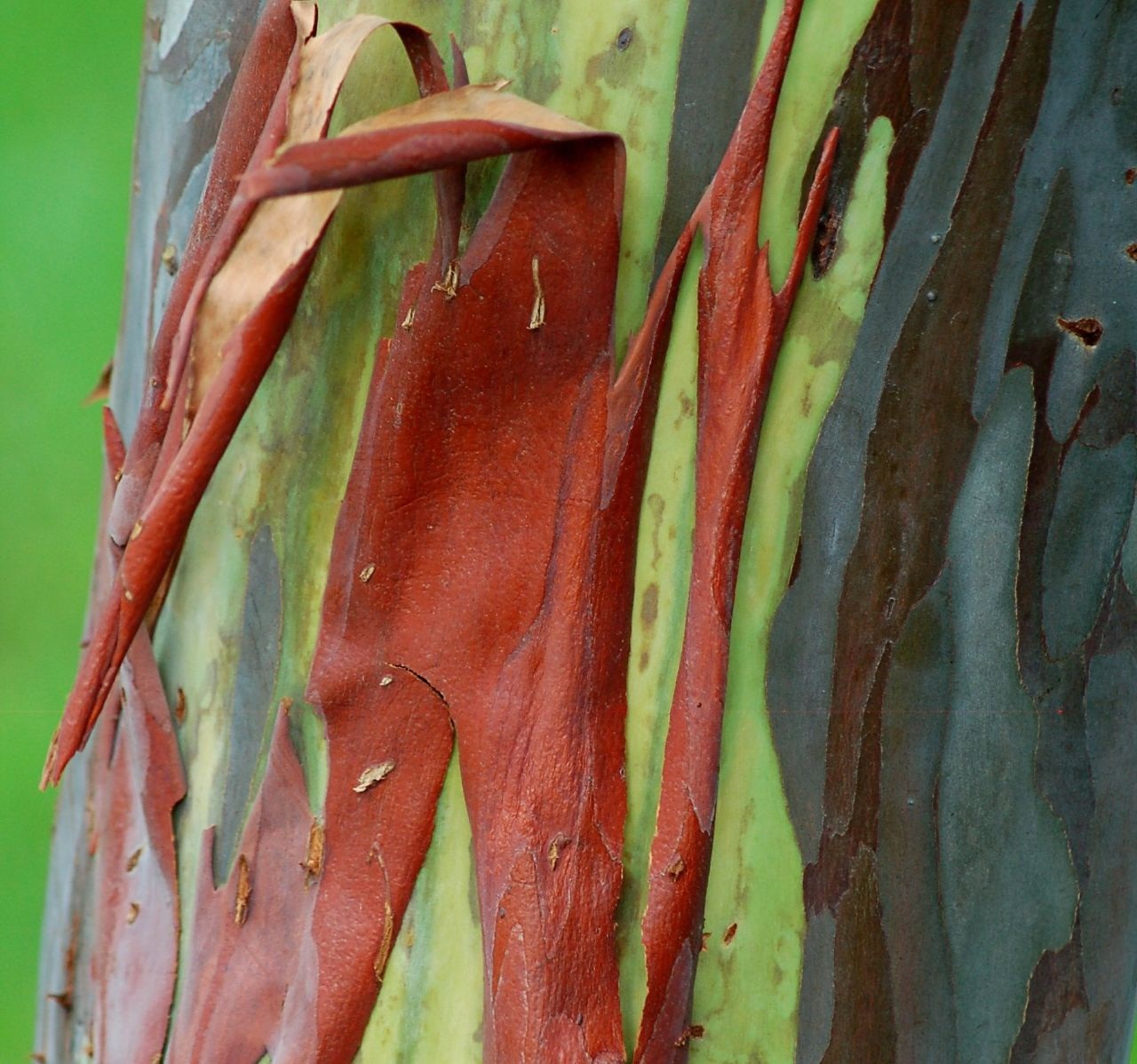 Eucalyptus deglupta