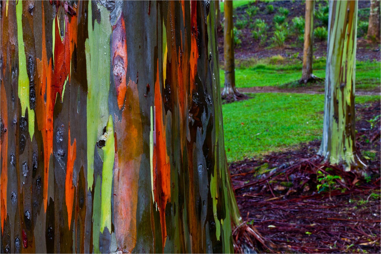 Rainbow Eucalyptus (Eucalyptus deglupta)