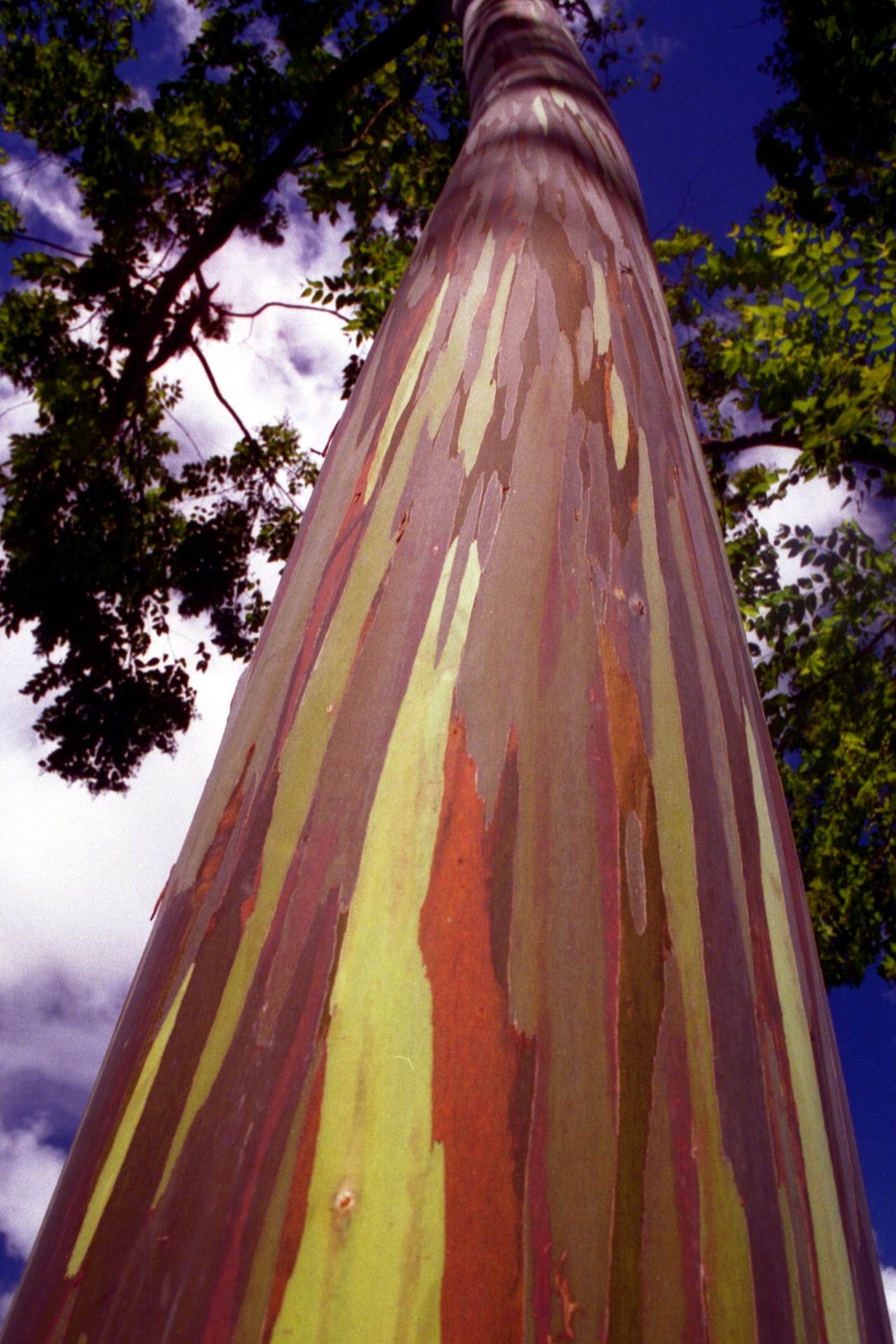 Eucalyptus deglupta