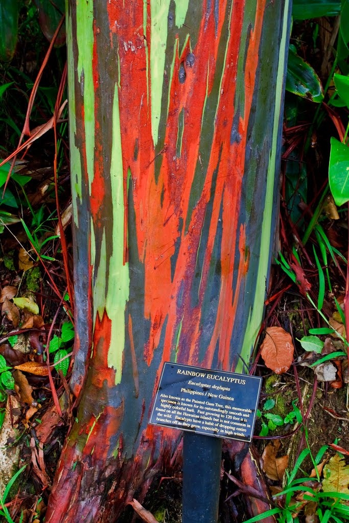 Eucalyptus deglupta