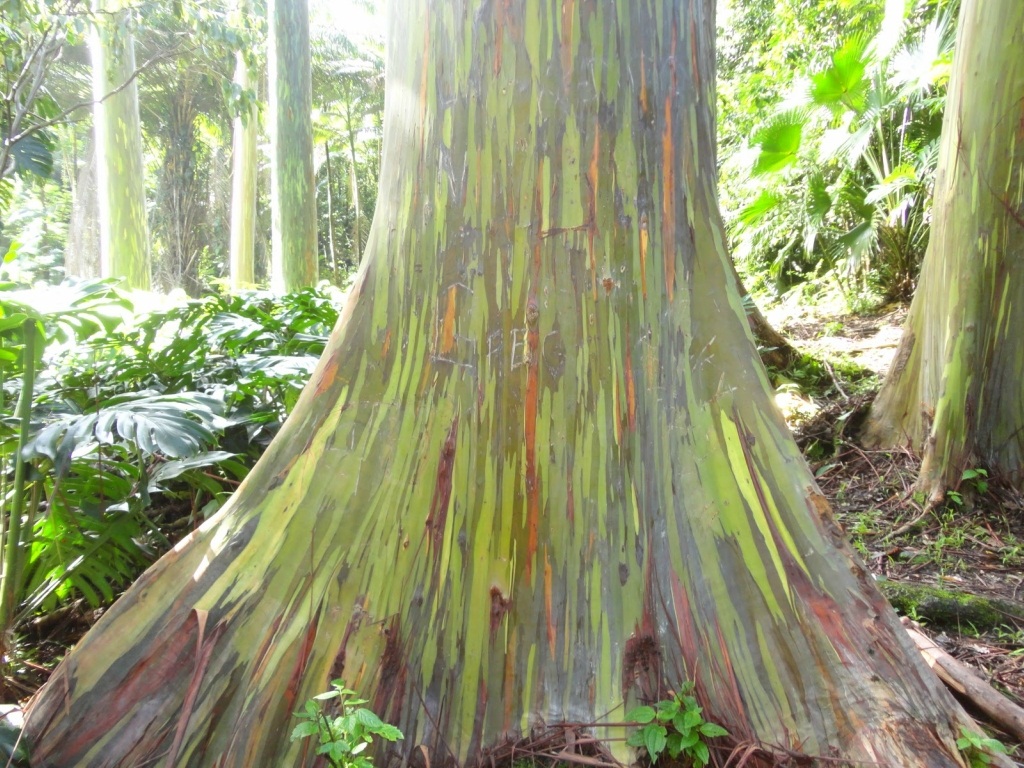 Eucalyptus deglupta