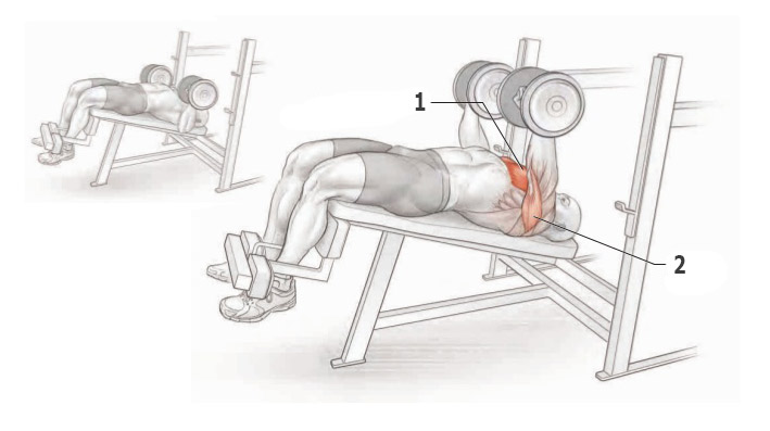 Жим гантелей лежа на скамье с отрицательным наклоном