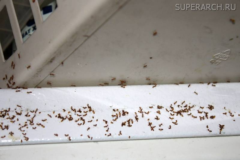 Мелкие муравьи в доме как избавиться. Маленькие муравьи в квартире. Гнездо муравьев в квартире. Маленькие домашние муравьи. Гнездо рыжих муравьев в квартире.