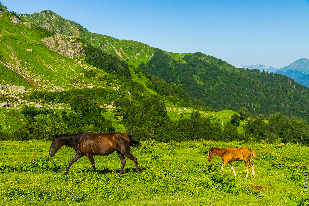 Фото альпийские луга абхазия фото