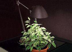 свет для комнатных растений 