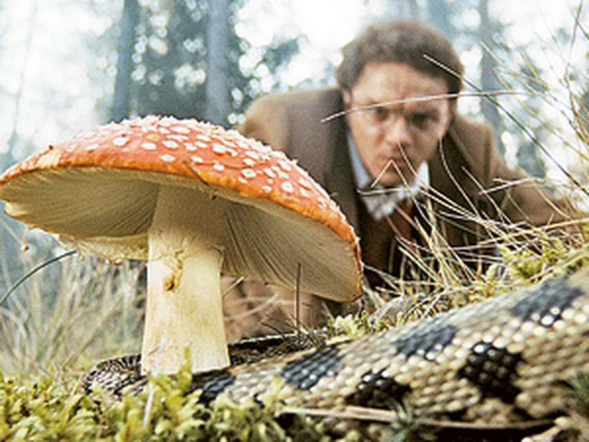 Чудо-грибочки много чего могут показать и рассказать... (Кадр из фильма Generation П). 