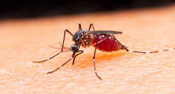 Пьют человеческую кровь только самки комаров, при этом они могут быть переносчиками опасных для человека заболеваний