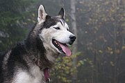 Siberian Husky Ivan.jpg