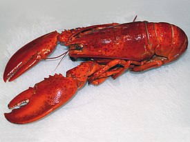 Homarus americanus.jpg