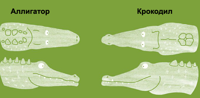 Отличия аллигатора и крокодила