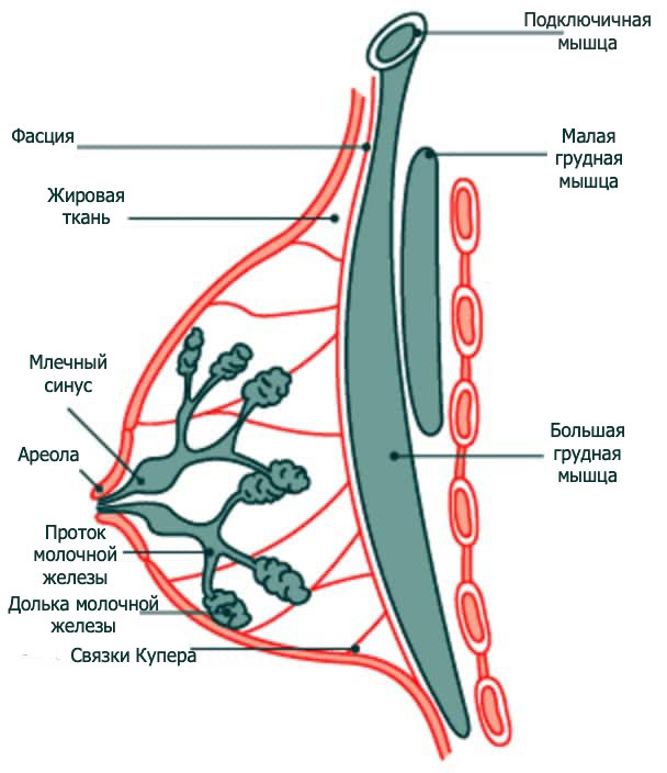 Строение женской груди