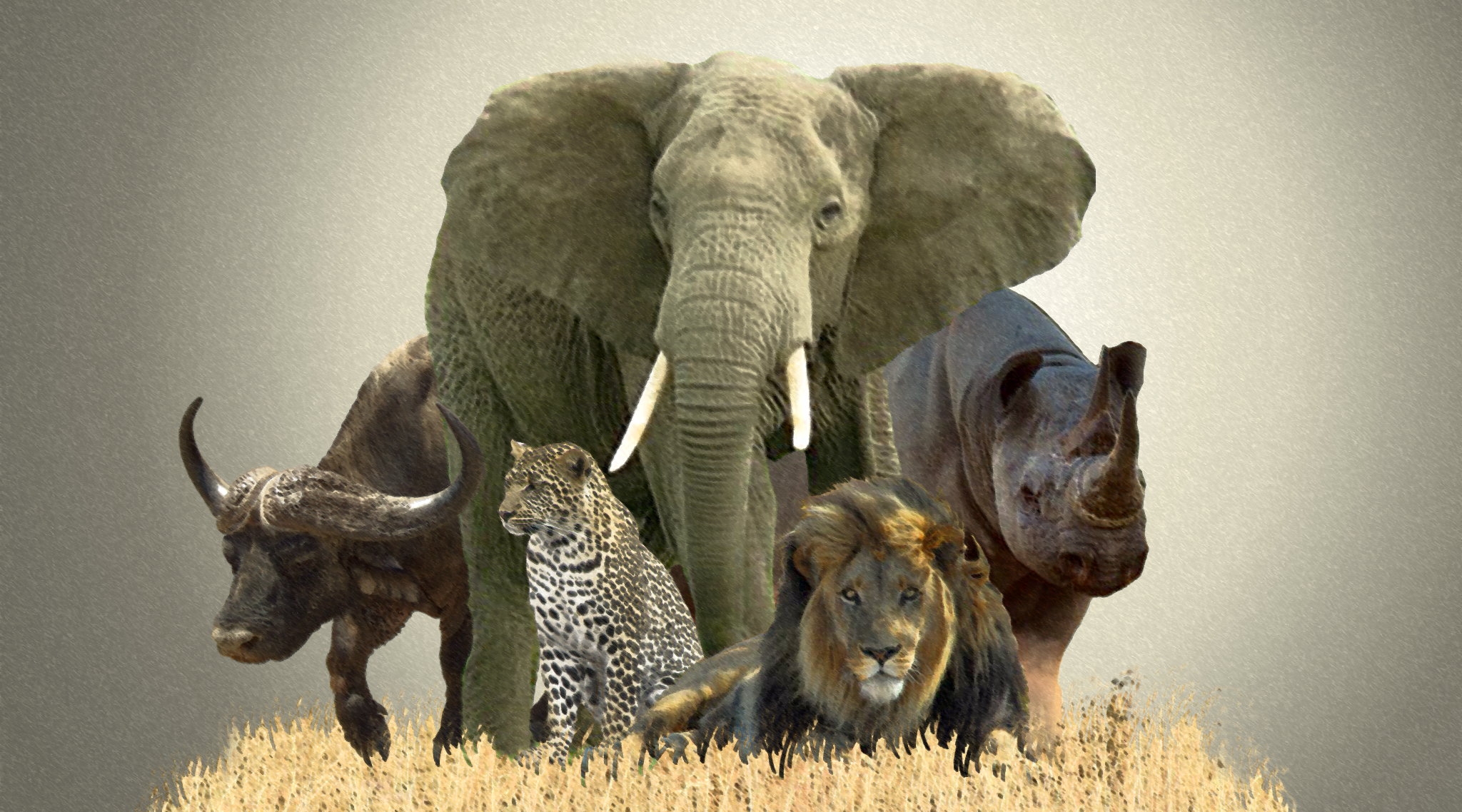 Носороги буйволы слоны обитают. Африканские животные. Дикие животные Африки. Большая пятерка животных Африки. Большая Африканская пятёрка.