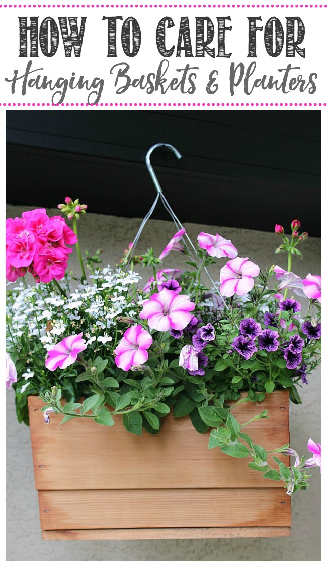 Pretty summer hanging basket with pink and purple flowers.