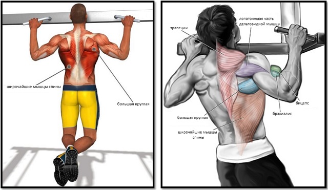Подтягиваемся правильно: упражнения на турнике для всех групп мышц