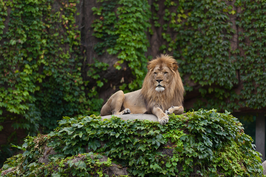 Фото: Lincoln Park Zoo